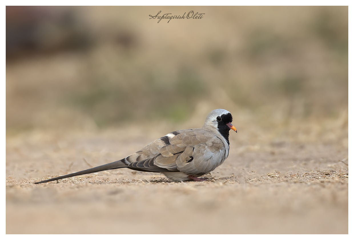 Namaqua dove photographed at Nalsarovar