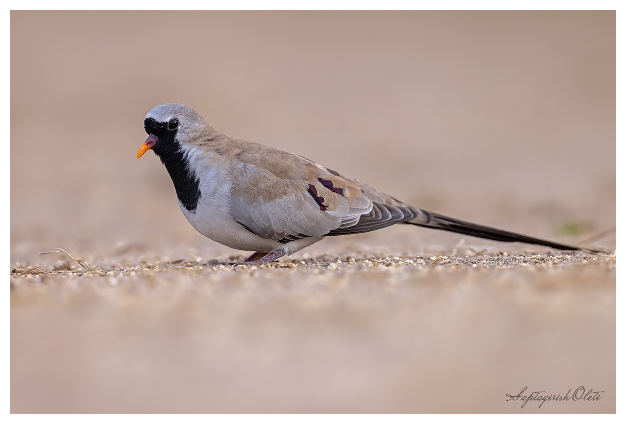 Namaqua dove photographed at Nalsarovar