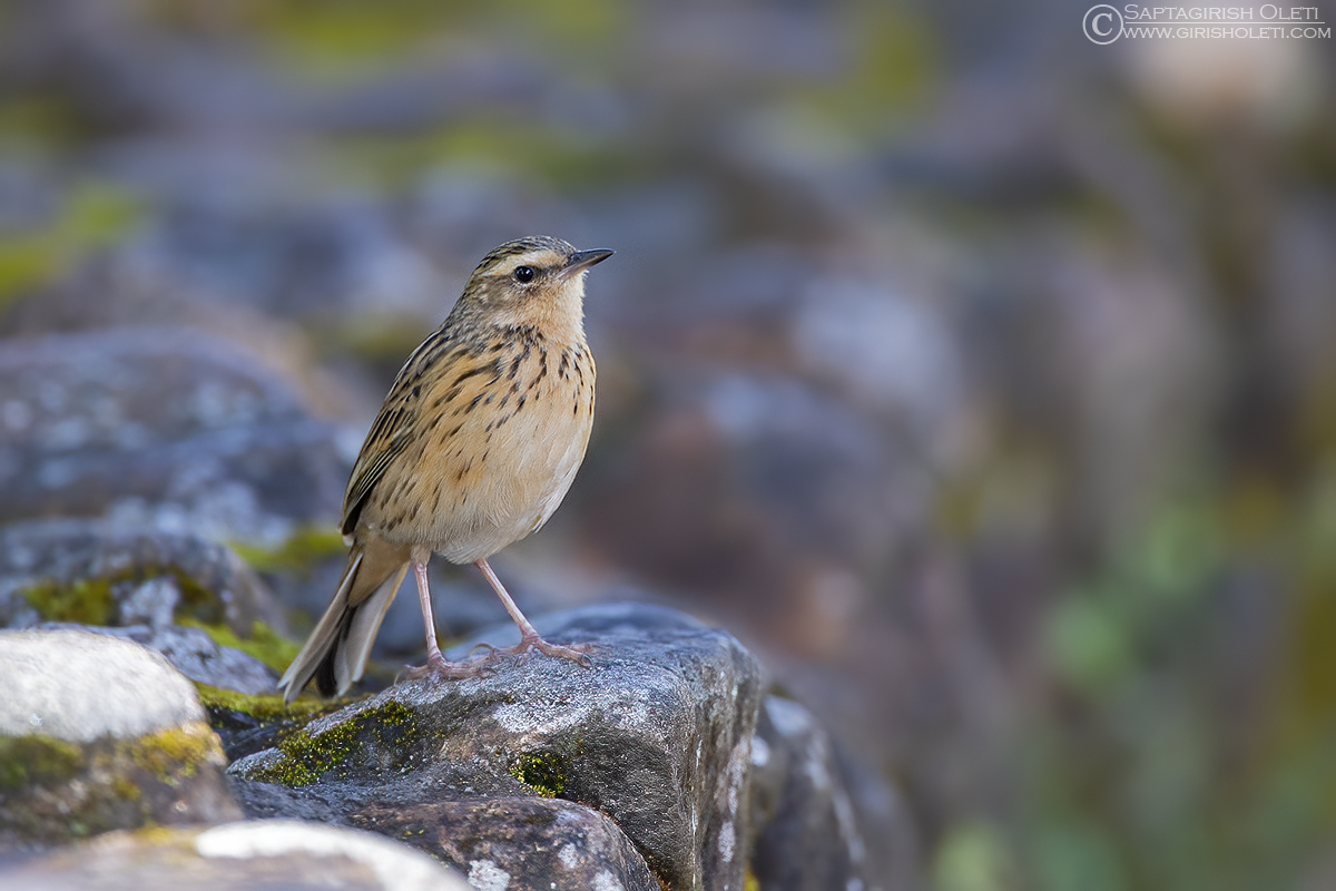 Nilgiri Pipit photographed at Thattekad, Kerala