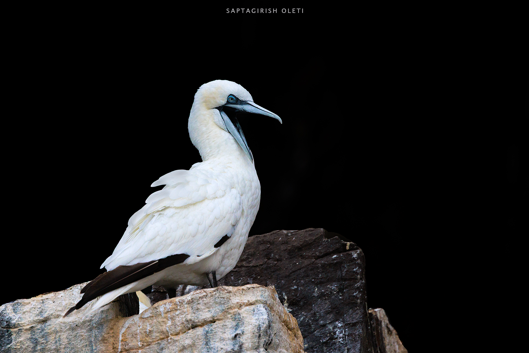 Northern Gannet photographed at Bass Rock, Scotland