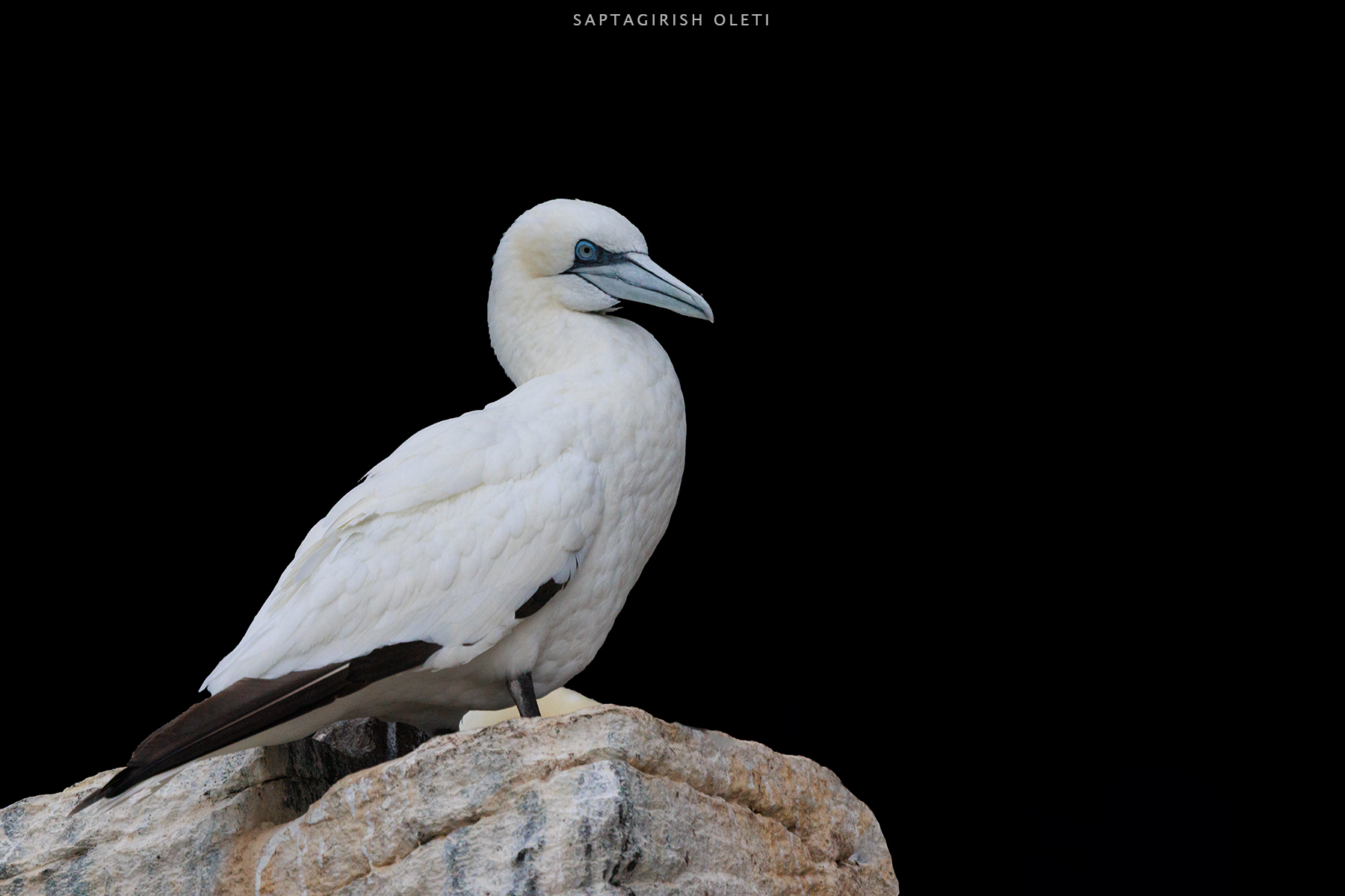 Northern Gannet photographed at Bass Rock, Scotland