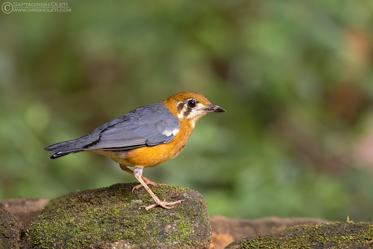 Orange-headed Thrush photographed at Thattekad, Kerala