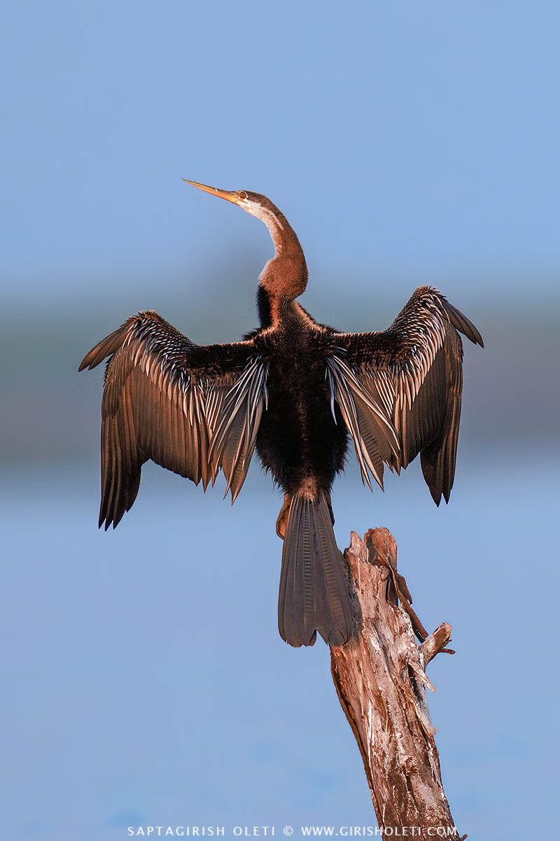Oriental Darter photographed at Bhigwan, Maharastra