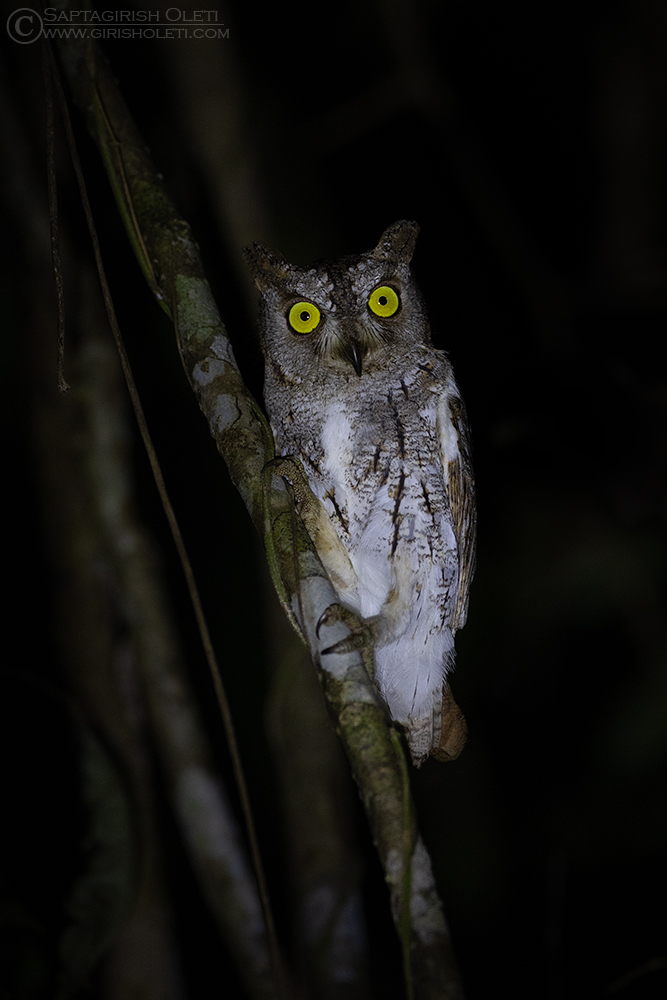 Oriental Scops-owl photographed at Thattekad, Kerala