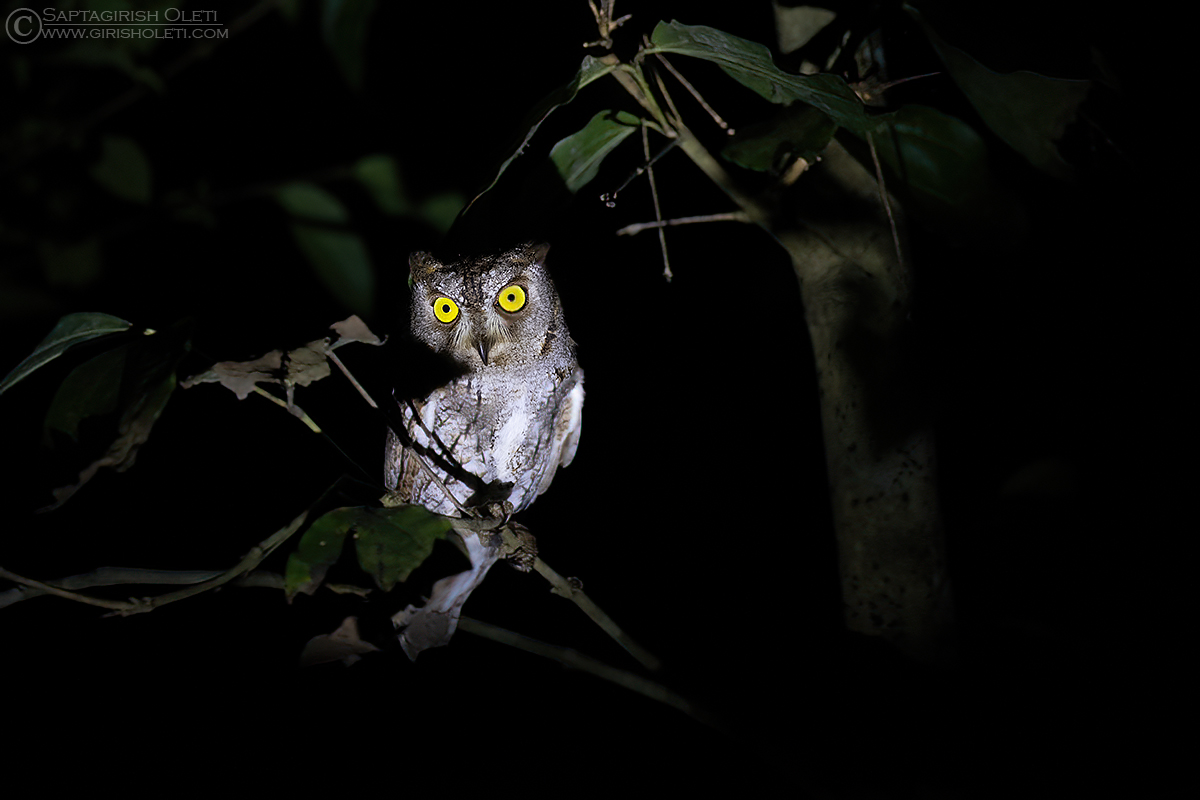 Oriental Scops-owl photographed at Thattekad, Kerala