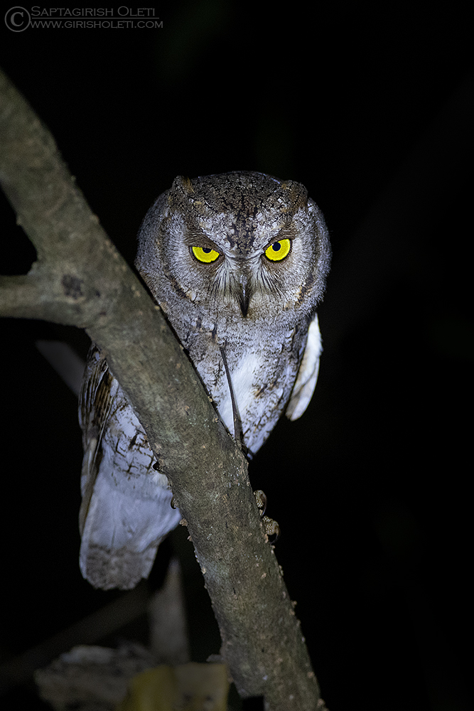 Oriental Scops-owl photographed at Thattekad, Kerala