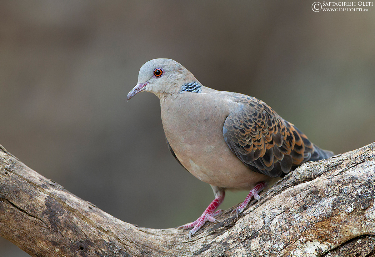 Oriental Turtle-dove photographed at Sattal