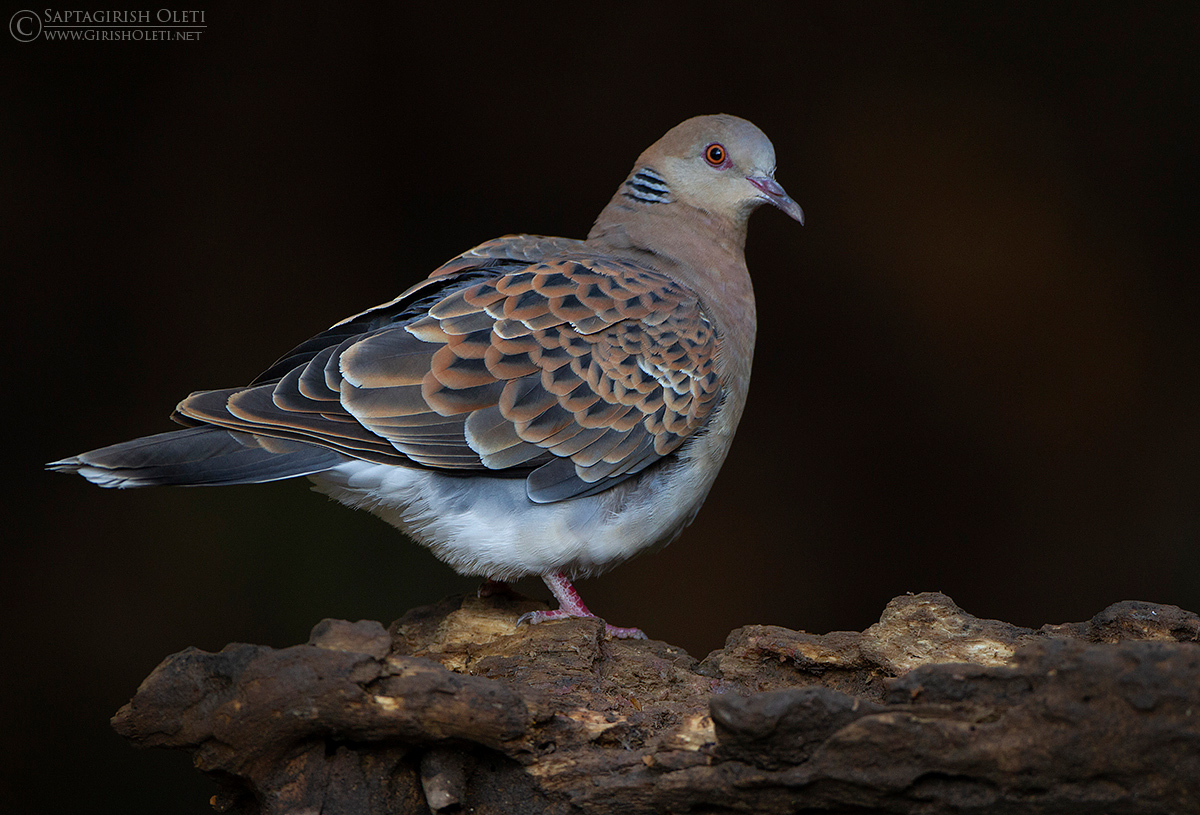 Oriental Turtle-dove photographed at Sattal