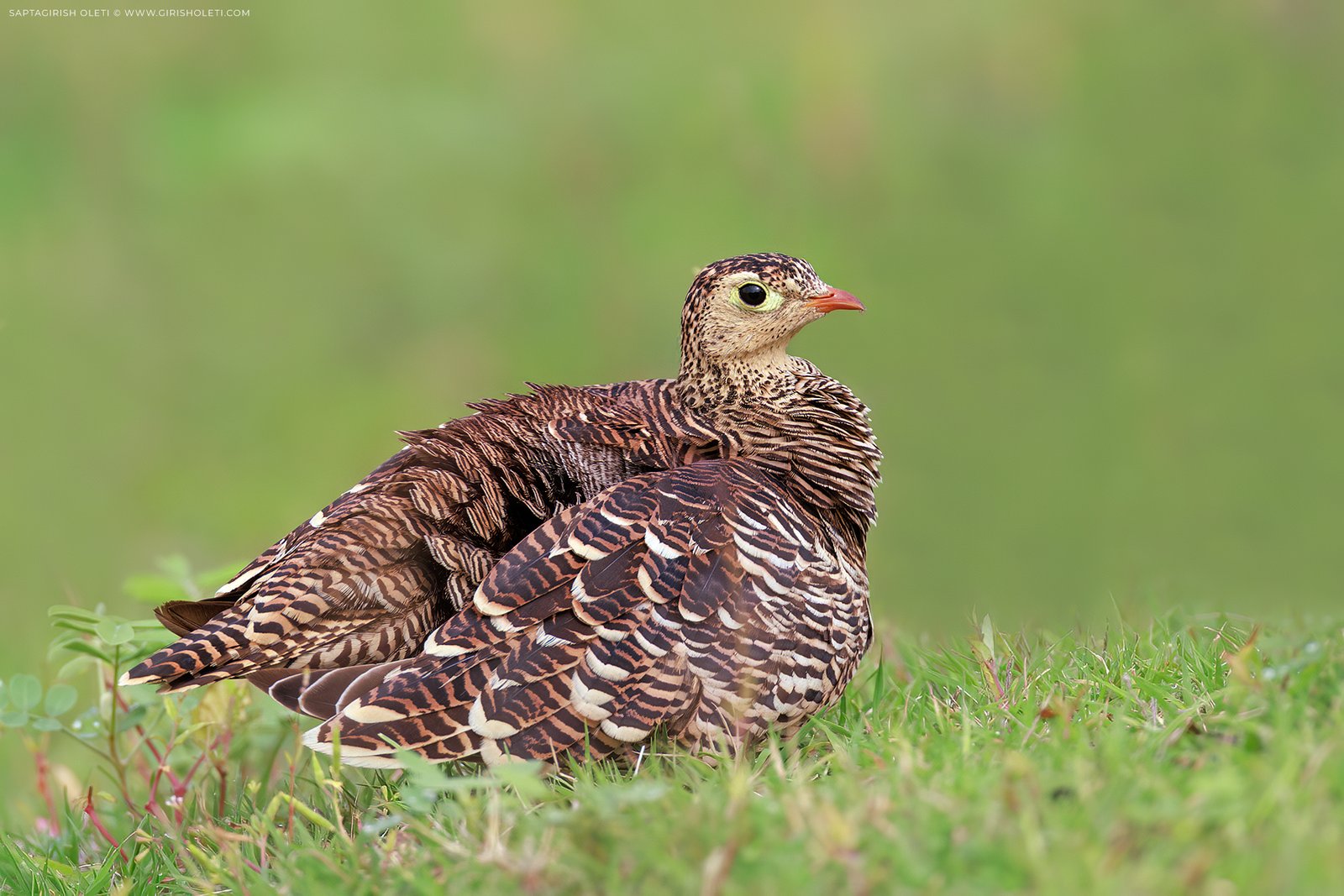 Painted Sandgrouse photographed at Bhigwan, Maharastra