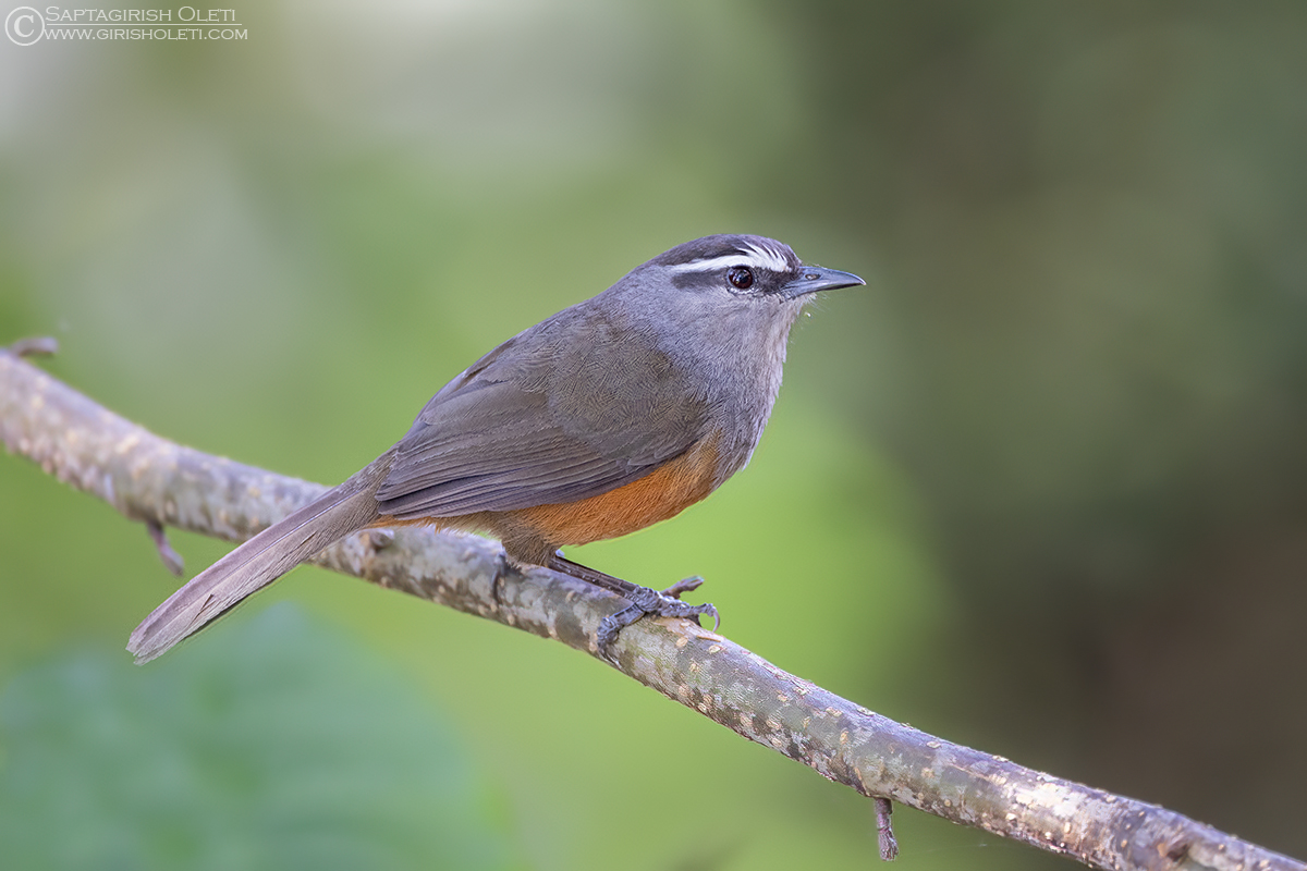 Palani Laughingthrush photographed at Munnar, Kerala