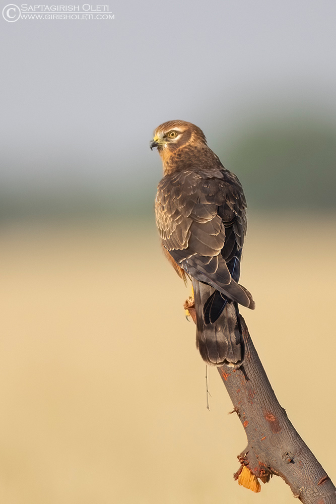 Pallid Harrier photographed at Taal Chappar, Rajasthan