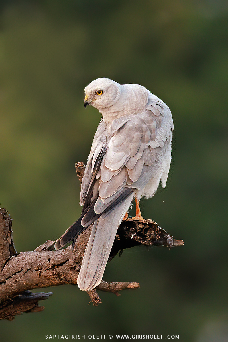 Pallid Harrier photographed at Bhigwan, Maharastra