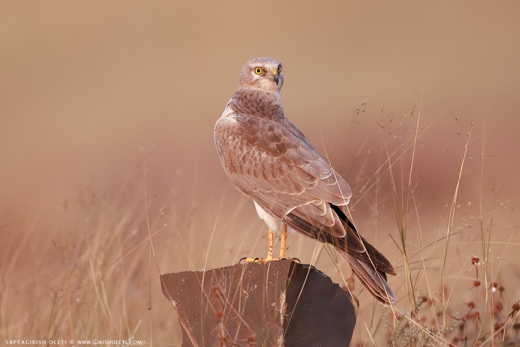 Pallid Harrier photographed at Bhigwan, Maharastra