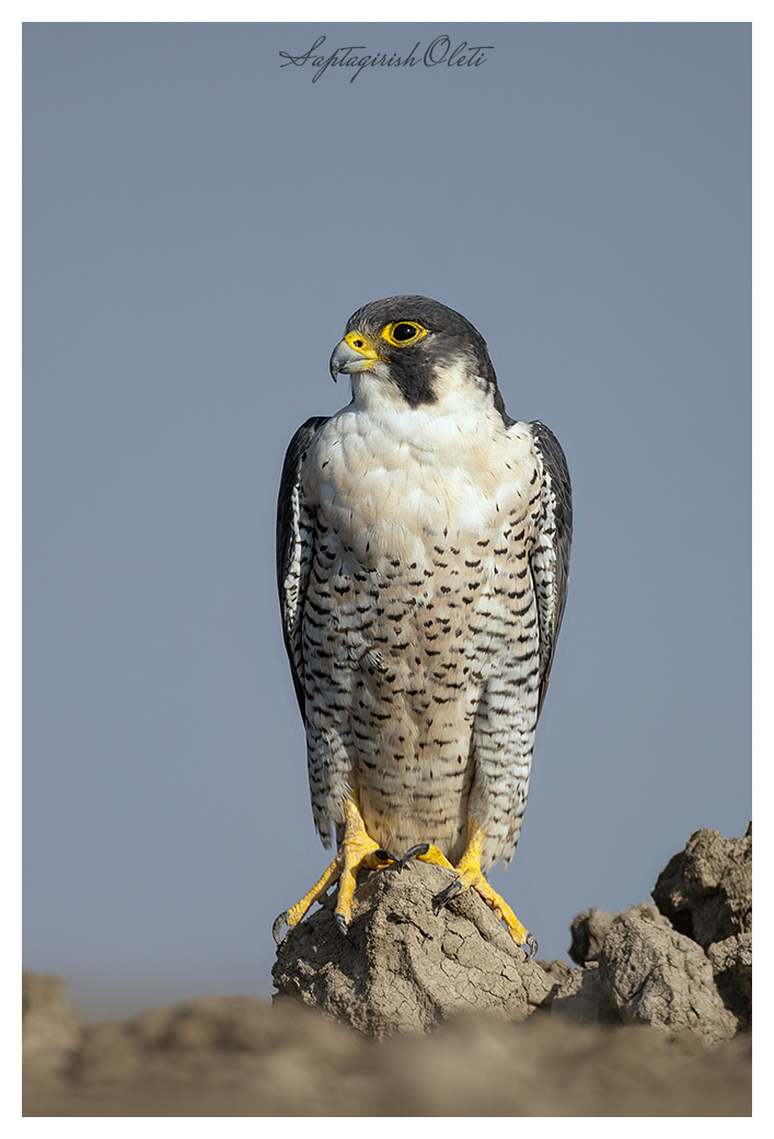 Peregrine Falcon photographed at Little Rann of Kutch