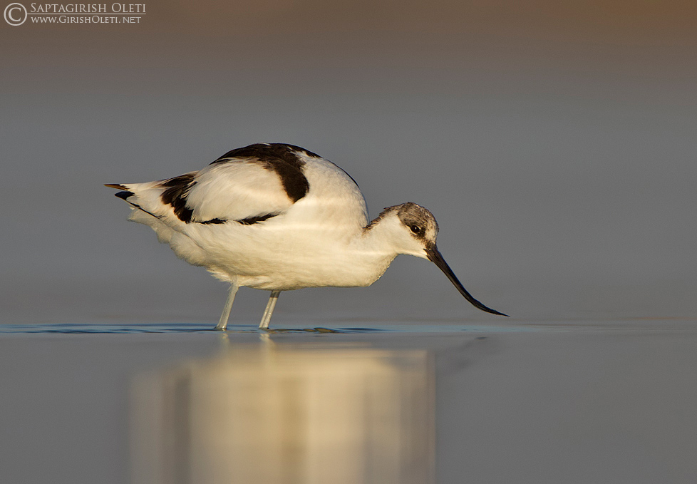 Pied Avocet photographed at Little Rann of Kutch