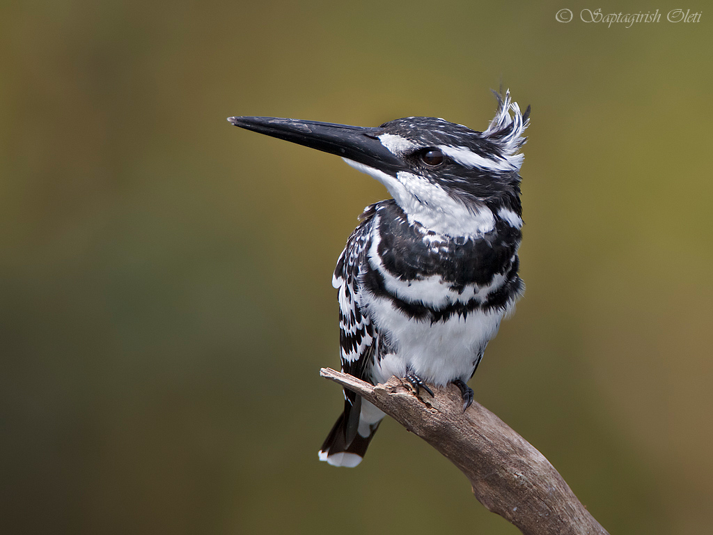 Pied Kingfisher photographed at Mysore, India