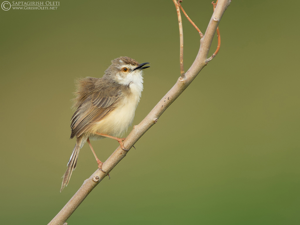 Plain Prinia photographed at Bangalore
