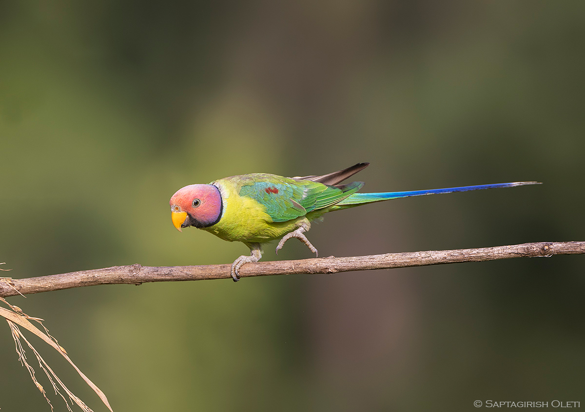 Plum-headed Parakeet photographed at Coorg, Karnataka