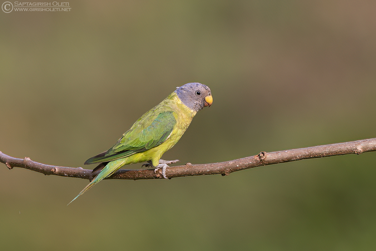 Plum-headed Parakeet photographed at Coorg, Karnataka