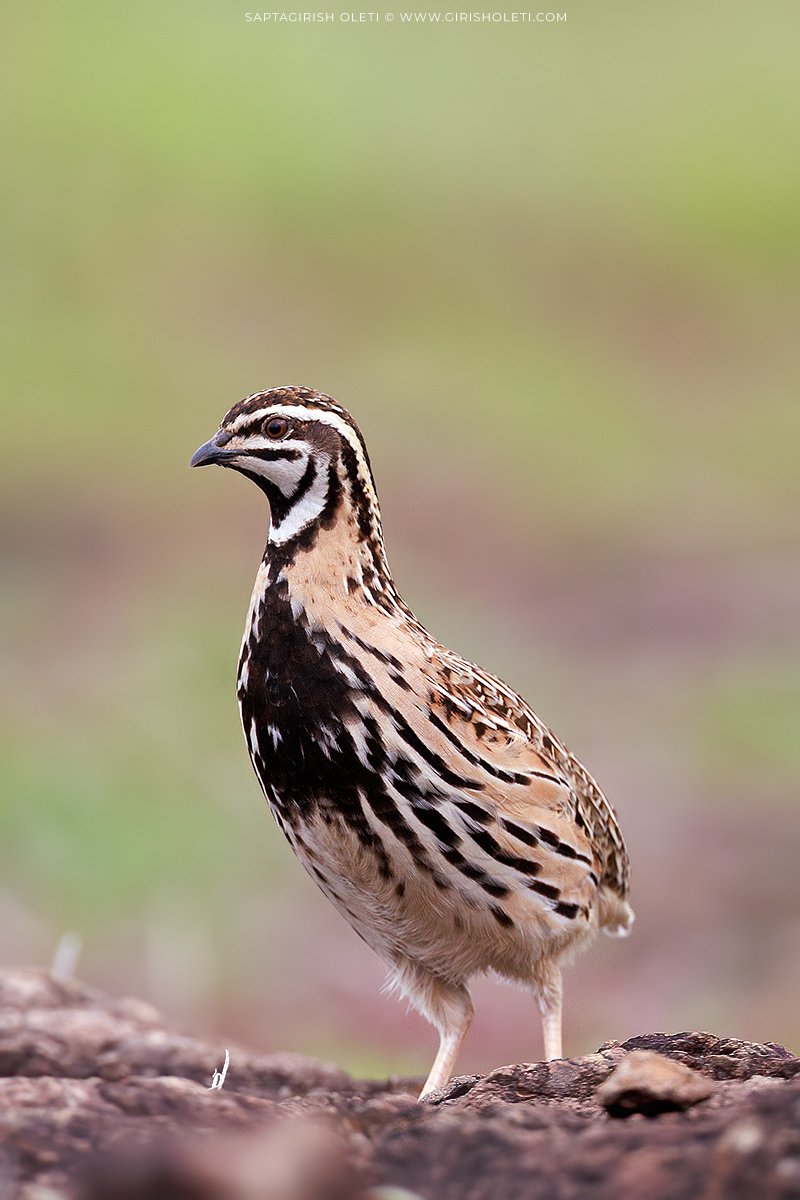 Rain Quail photographed at Bhigwan