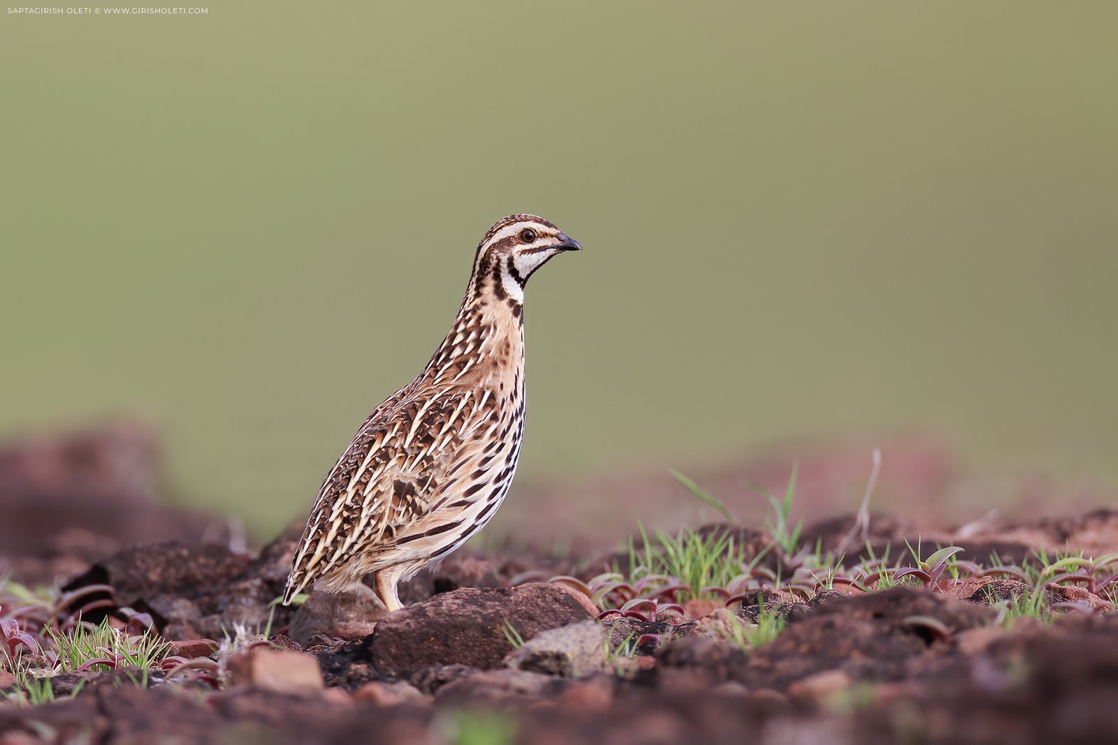 Rain Quail