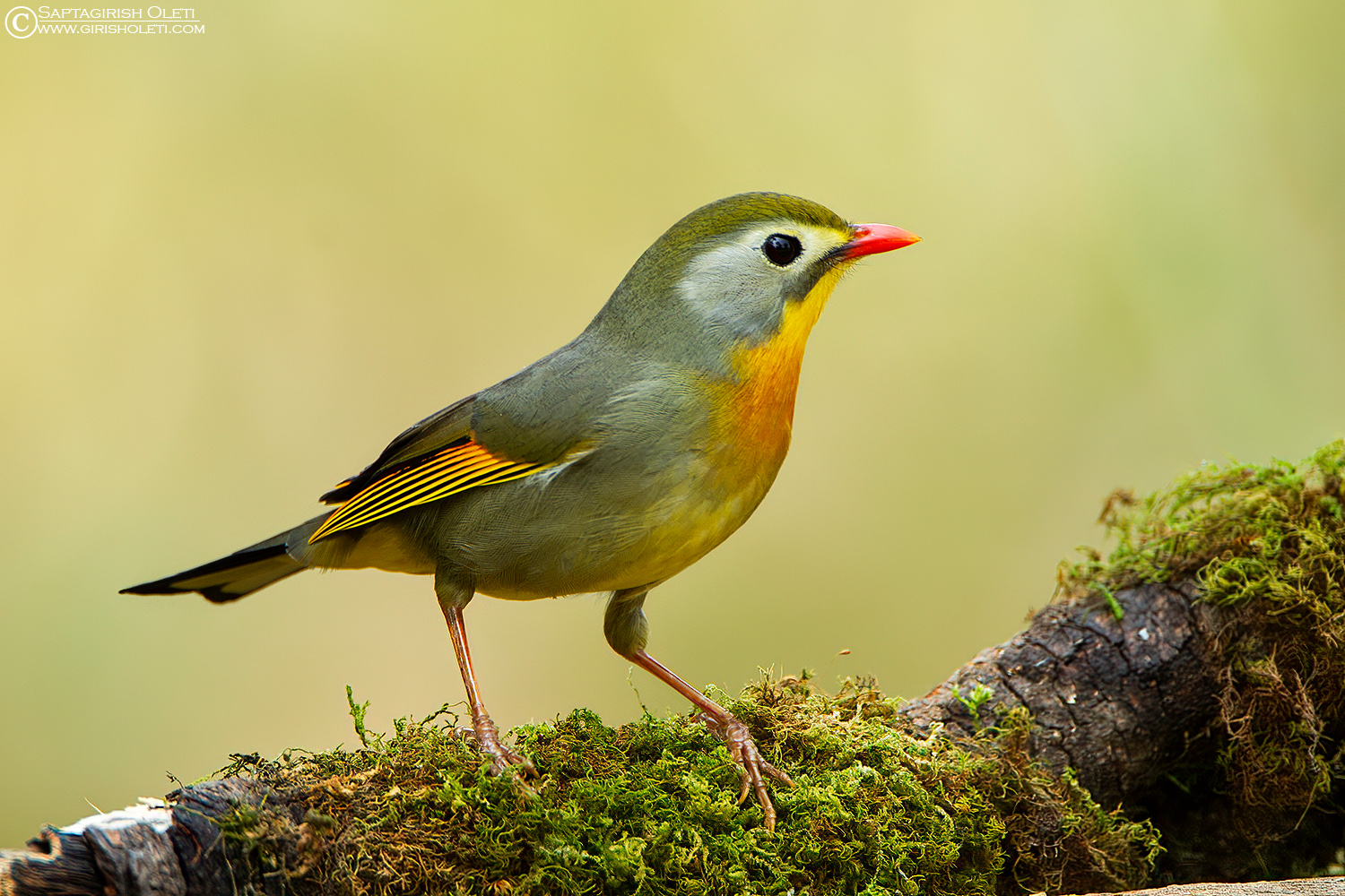 Red-billed Leiothrix photographed at Sattal, India