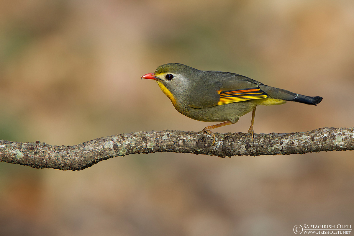 Red-billed Leiothrix photographed at Sattal