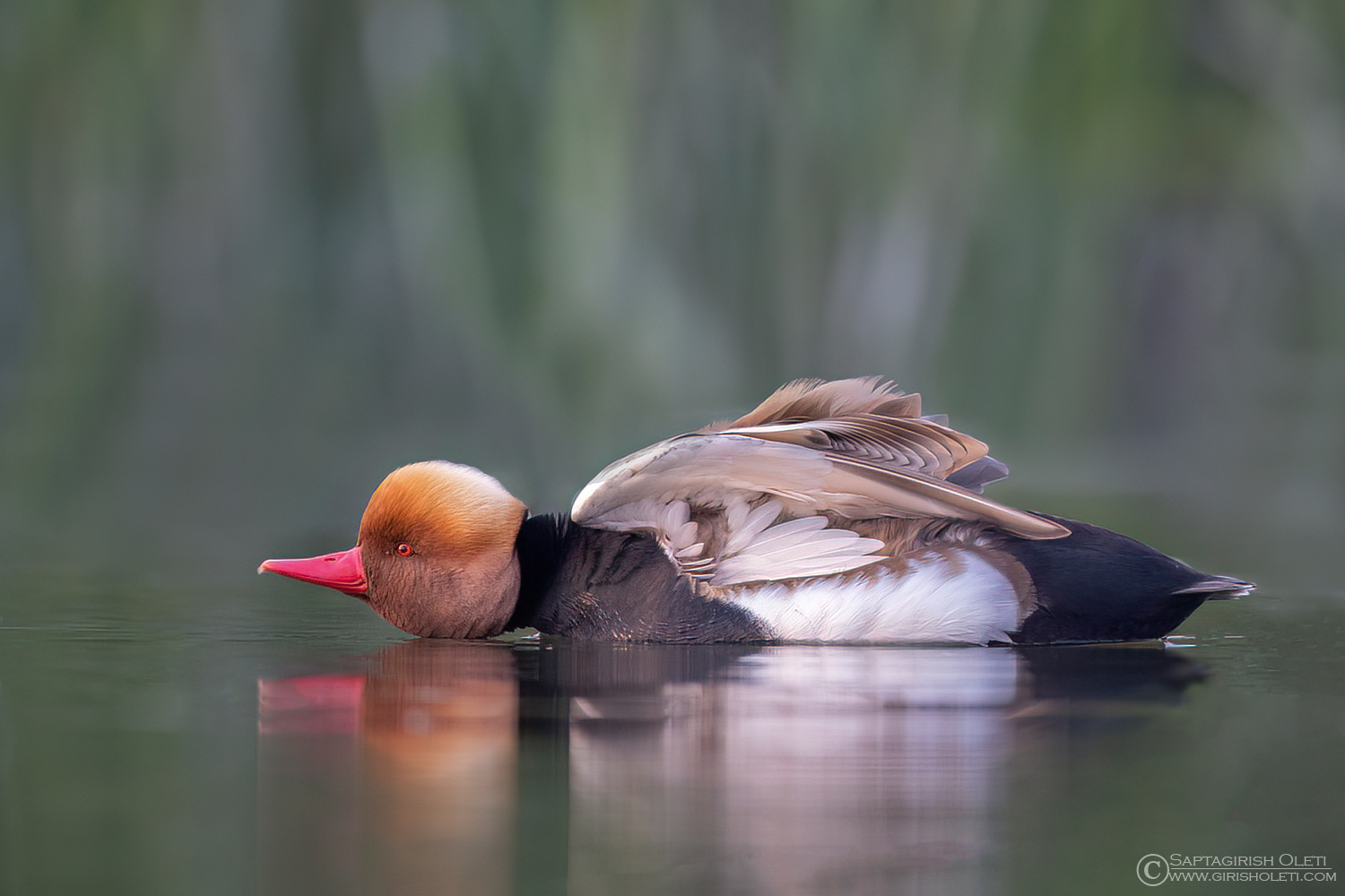 Red-crested Pochard photographed at Gajoldoba