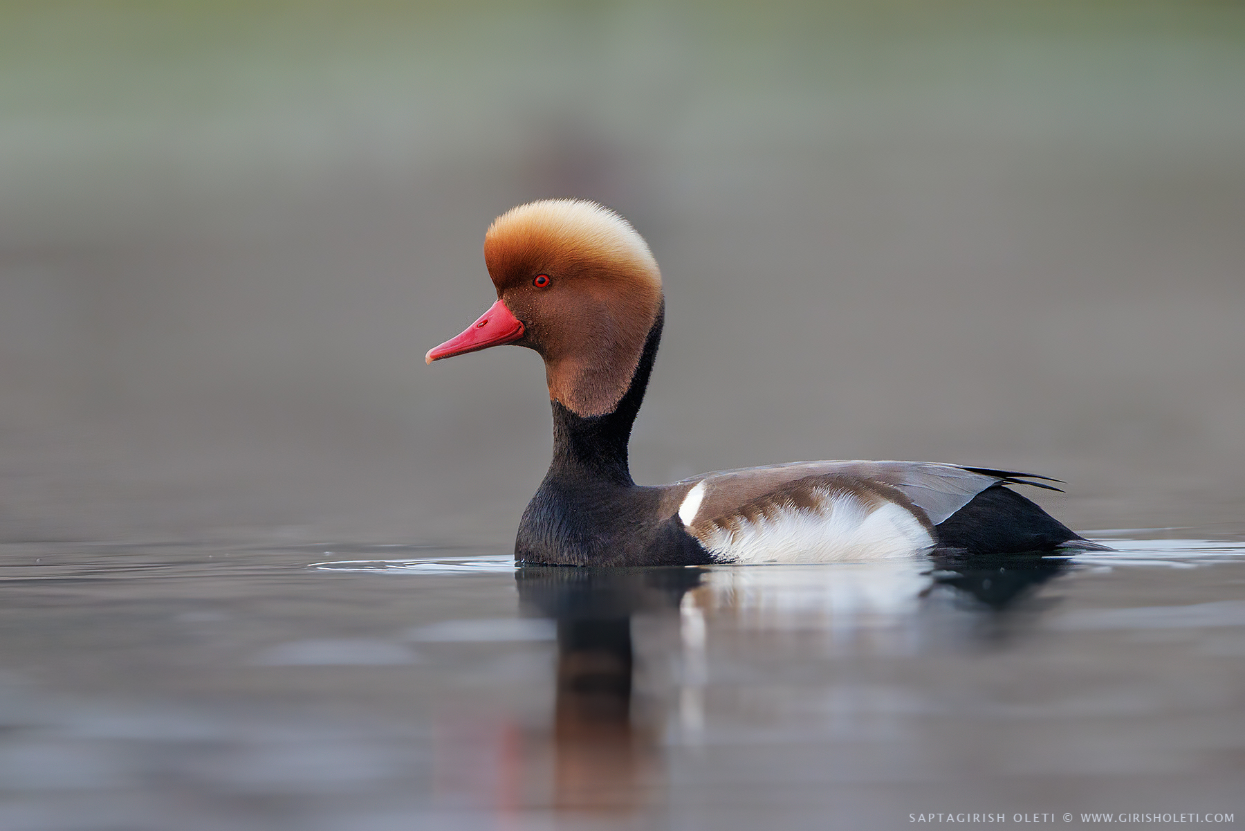 Red-crested Pochard photographed at Gajoldoba