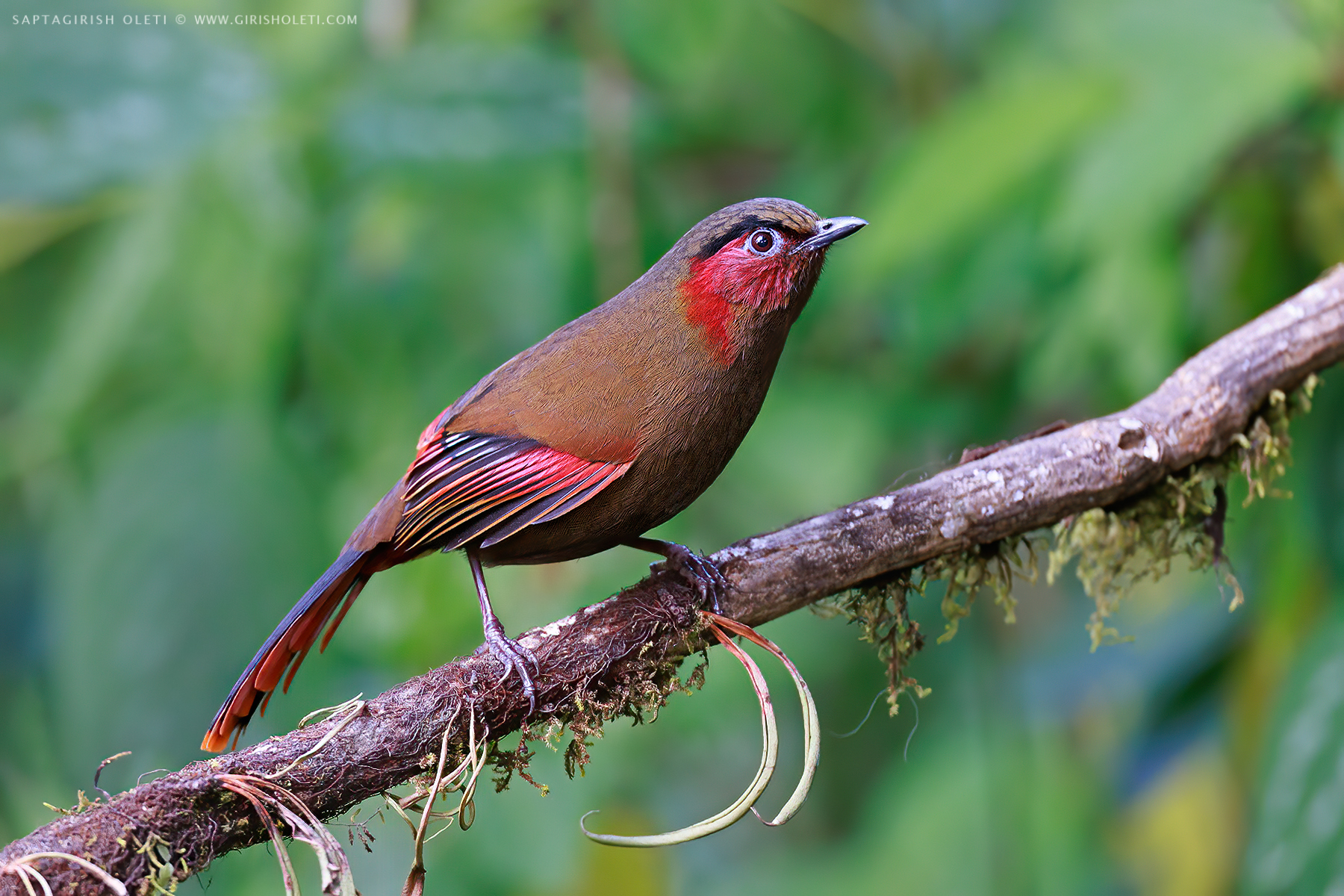 Red-faced Liocichla photographed at Sikkim