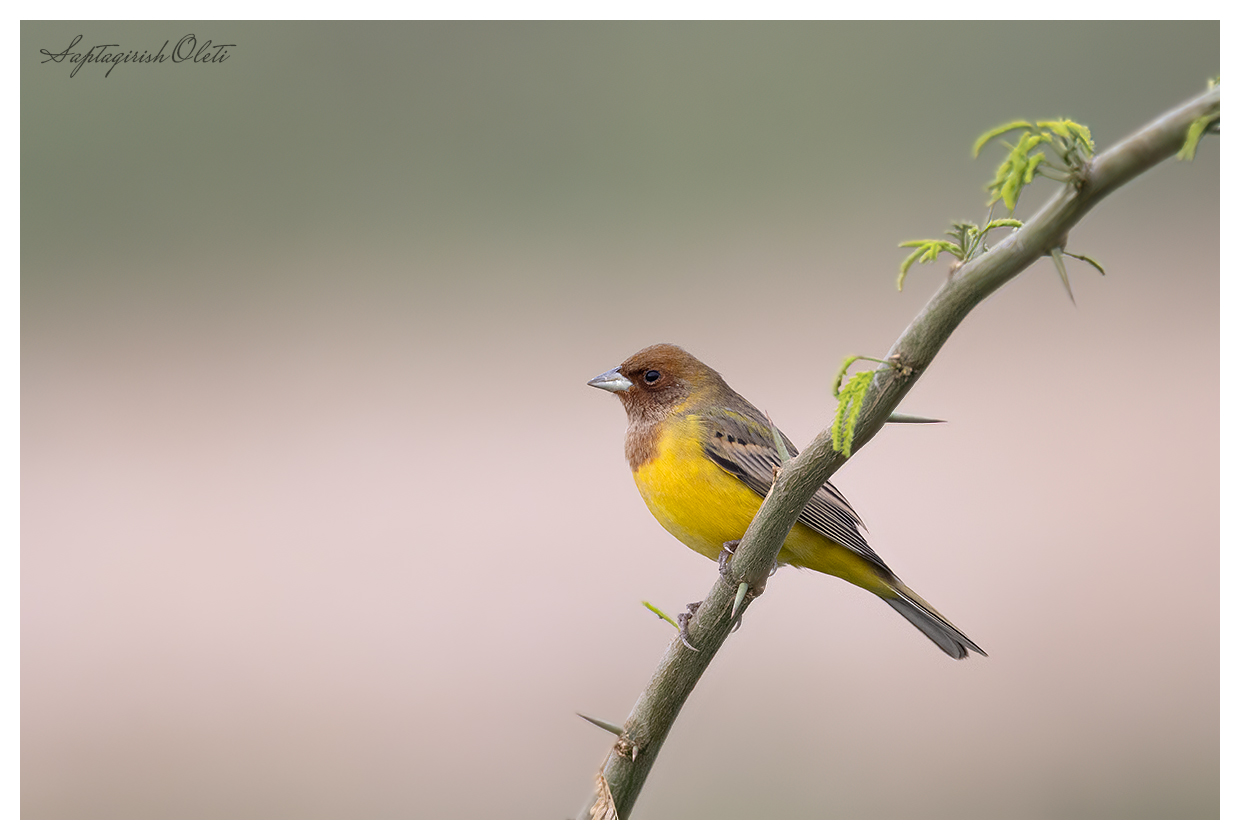 Red-headed Bunting photographed at Nalsarovar