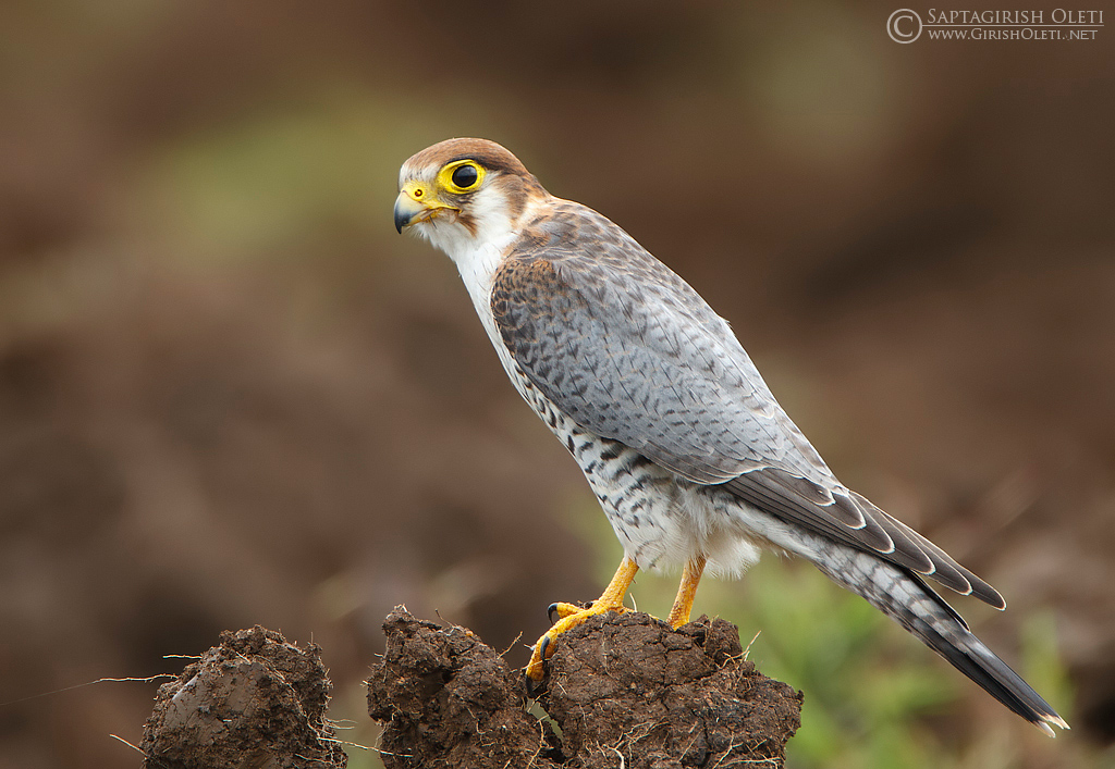 Red-headed Falcon photographed at Bangalore