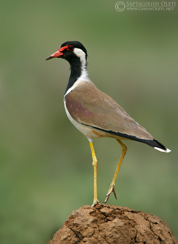 Red-wattled Lapwing photographed at Bangalore
