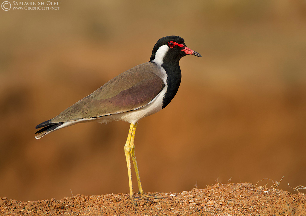 Red-wattled Lapwing photographed at Bangalore