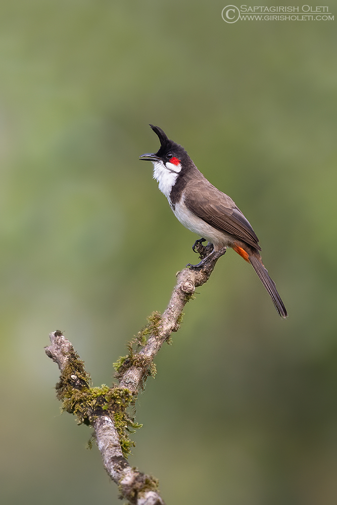 Red-whiskered Bulbul photographed at Thattekad, Kerala