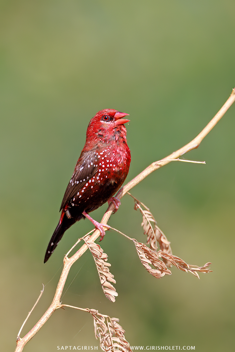 Red Avadavat photographed at Bhigwan, Maharastra