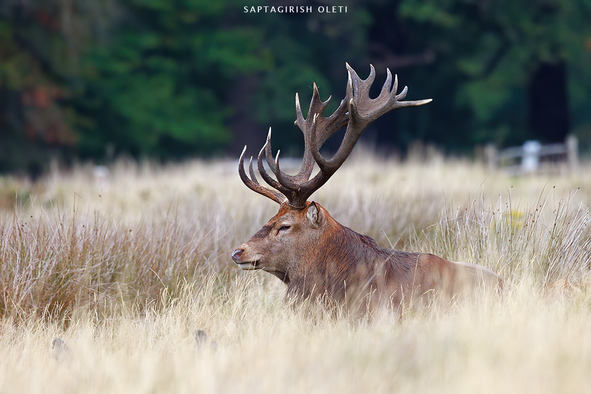 Red deer photographed at London