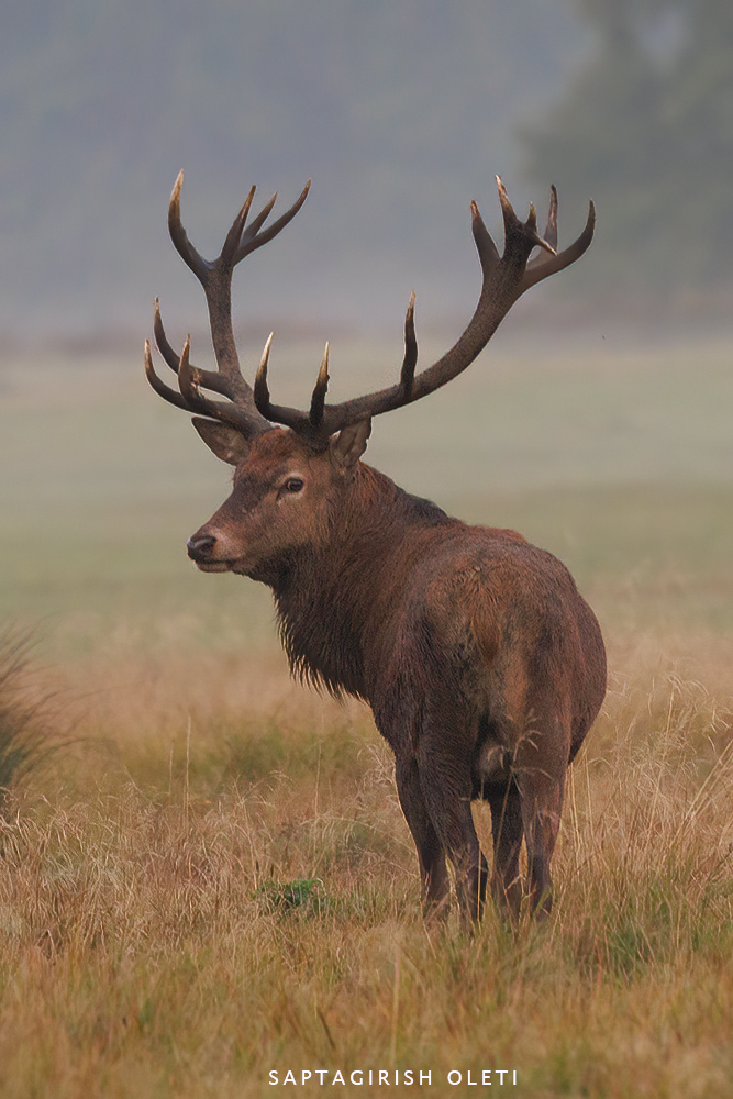 Red deer photographed at London