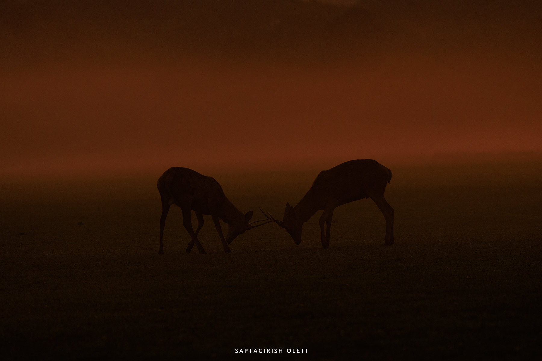 Red deer photographed at 