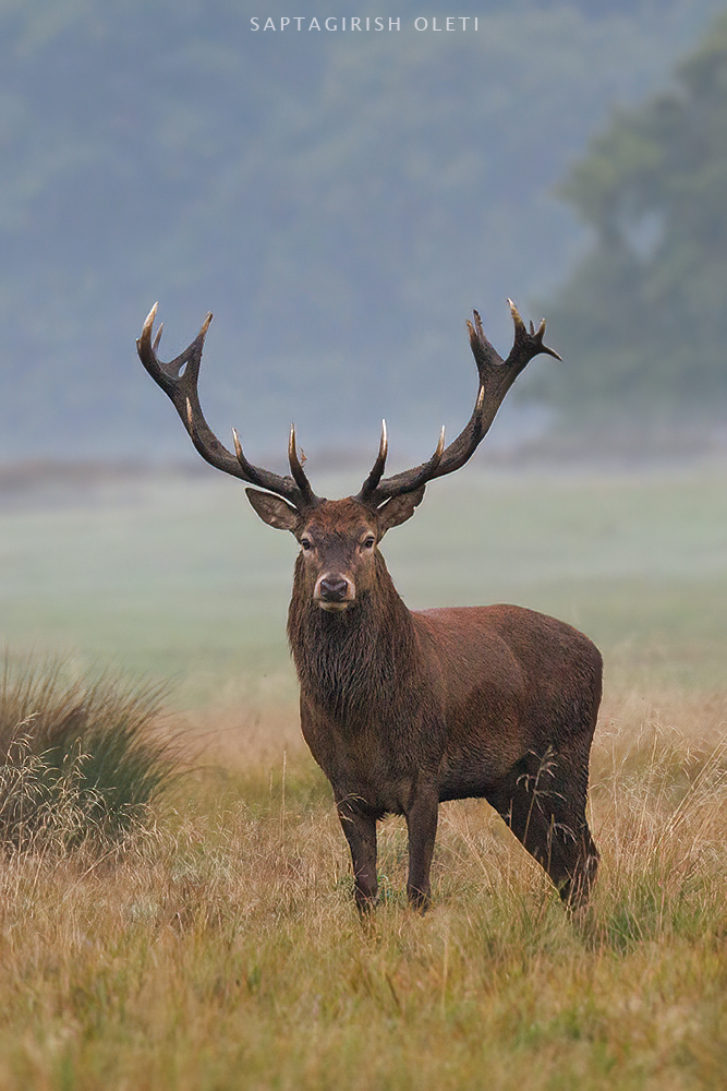 Red deer photographed at London