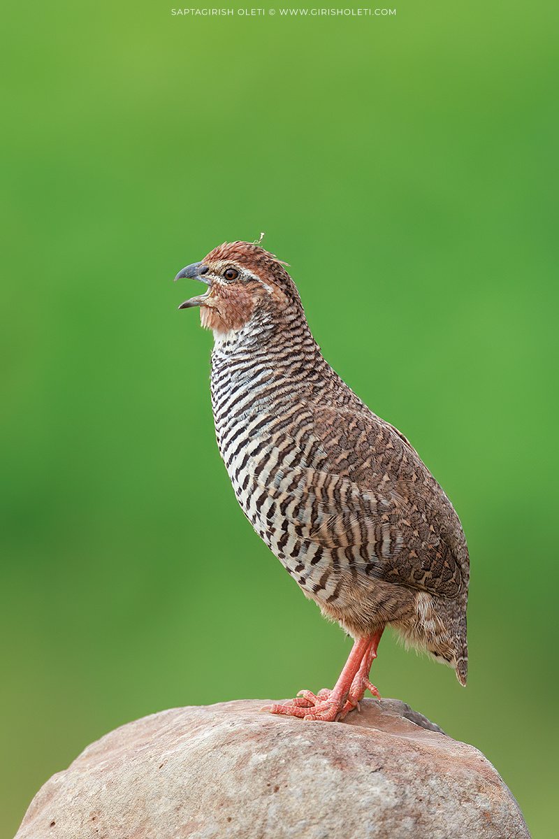 Rock Bush-quail photographed at Bhigwan