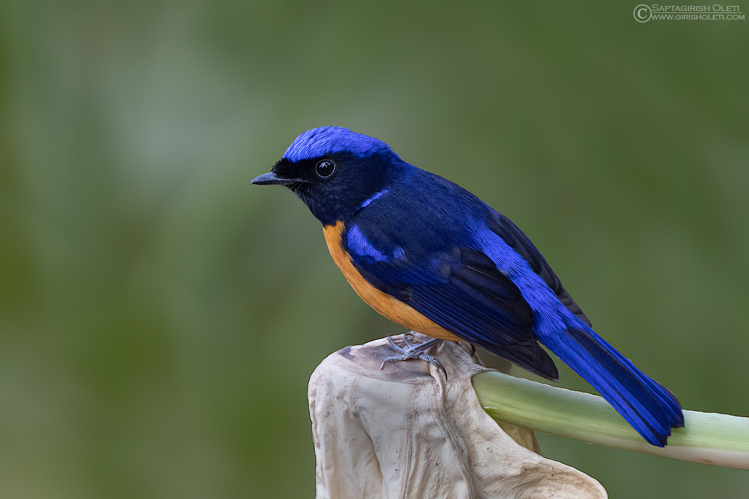 Rufous-bellied Niltava photographed at Tiger hills, Darjeeling