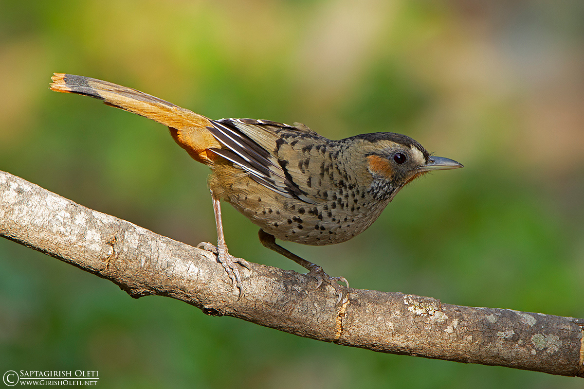 Rufous-chinned Laughingthrush photographed at Sattal