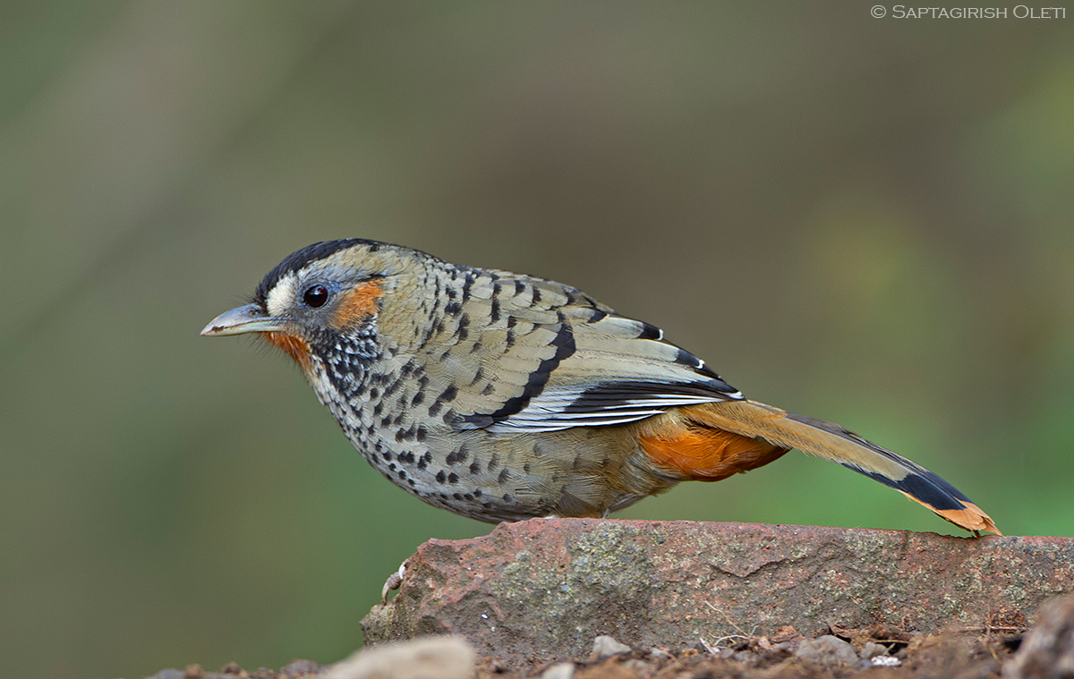 Rufous-chinned Laughingthrush photographed at Sattal, India