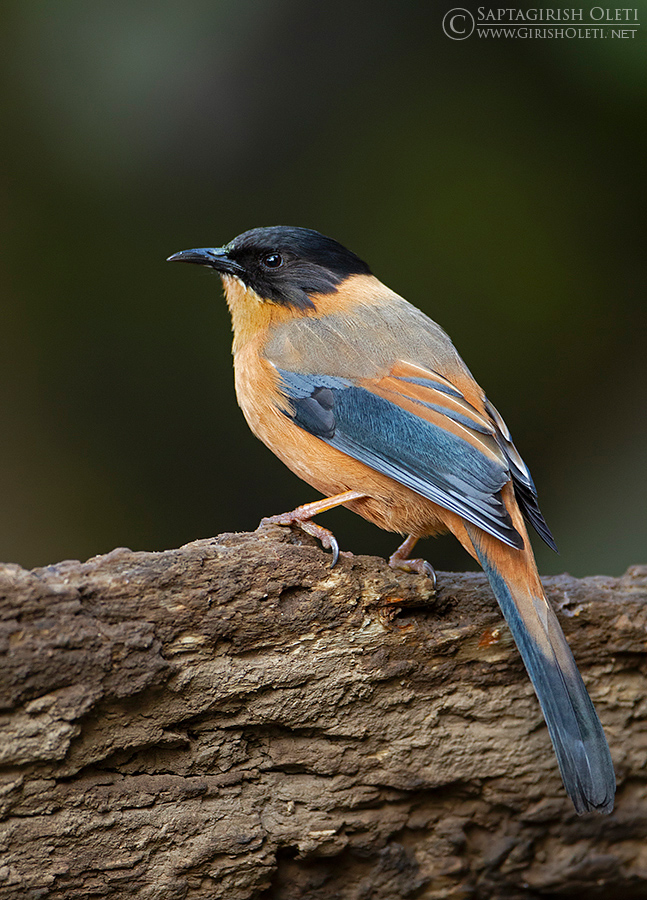 Rufous Sibia photographed at Sattal