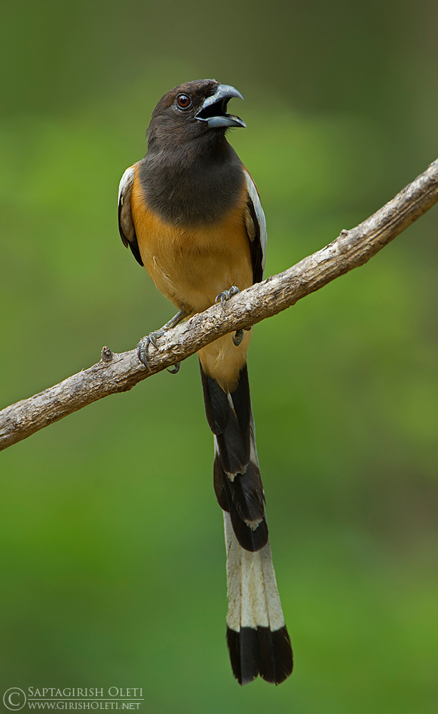 Rufous Treepie photographed at Sattal