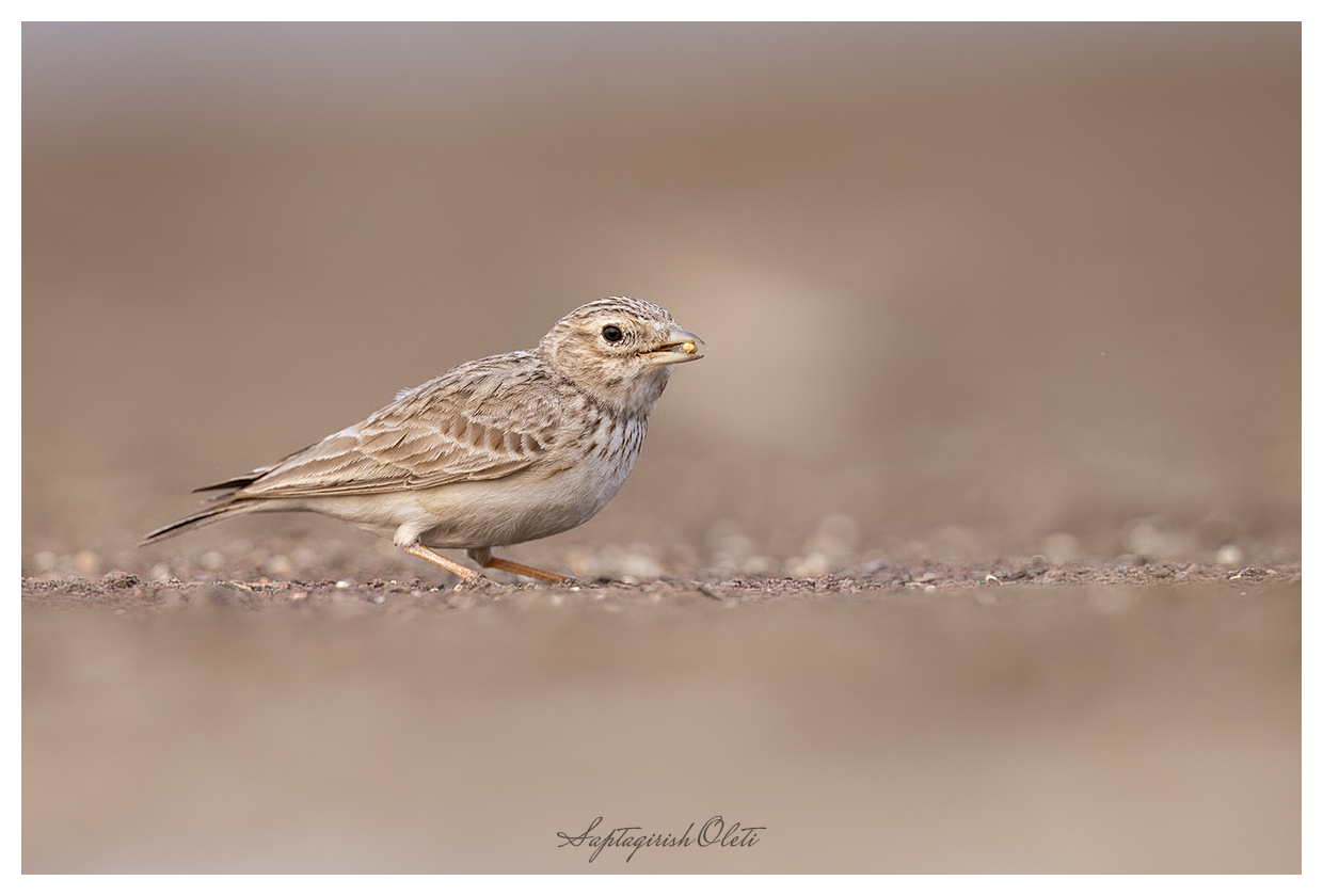 Sand Lark (Sand Short-toed Lark) photographed at Little Rann of Kutch