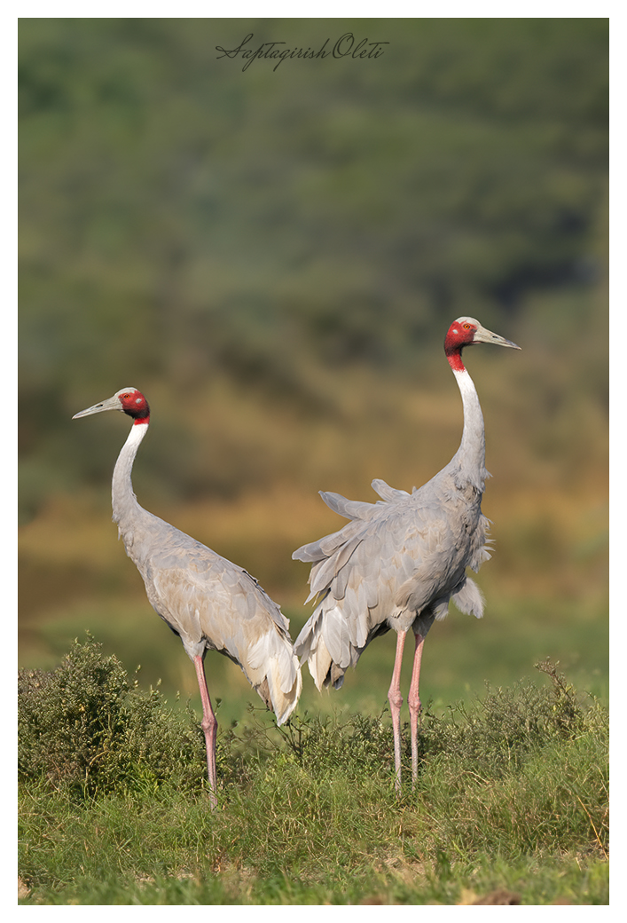 Sarus Crane photographed at Nalsarovar