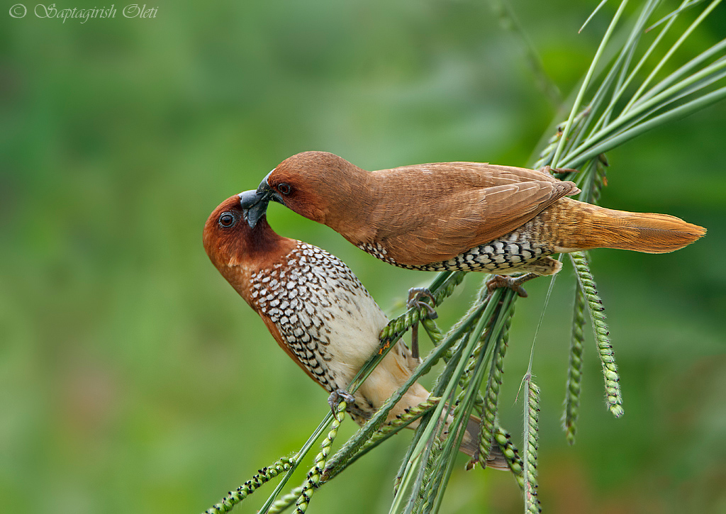 Scaly-breasted Munia photographed at Bangalore