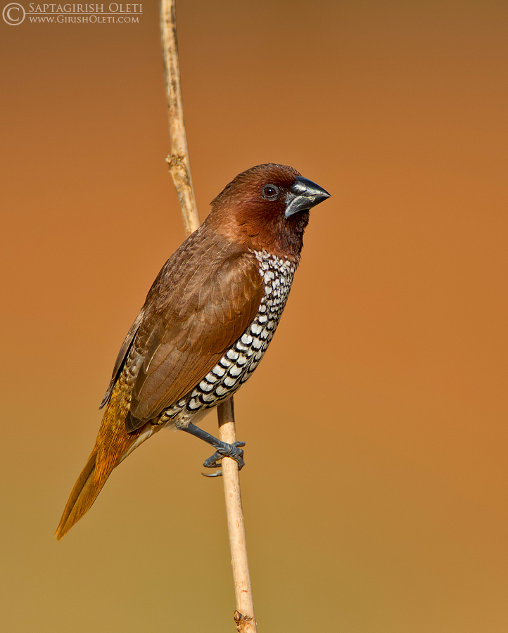 Scaly-breasted Munia
